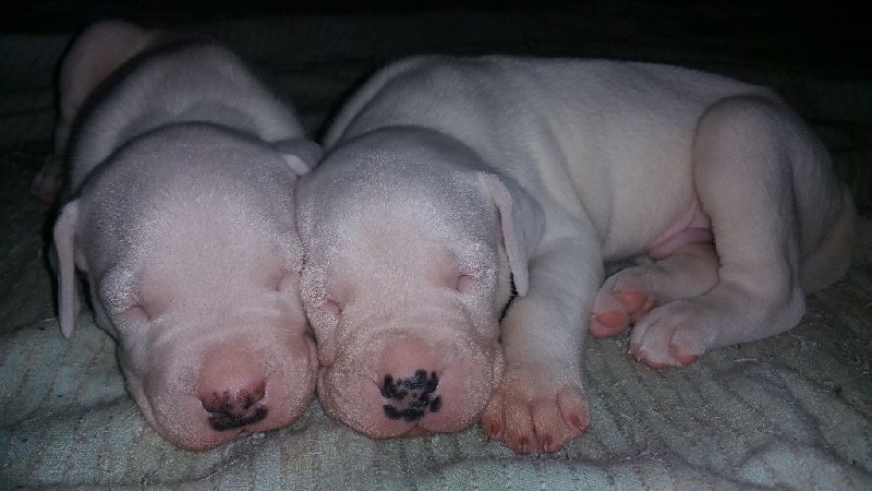 Del Imperio Of Dream - Dogo Argentino - Portée née le 21/12/2015