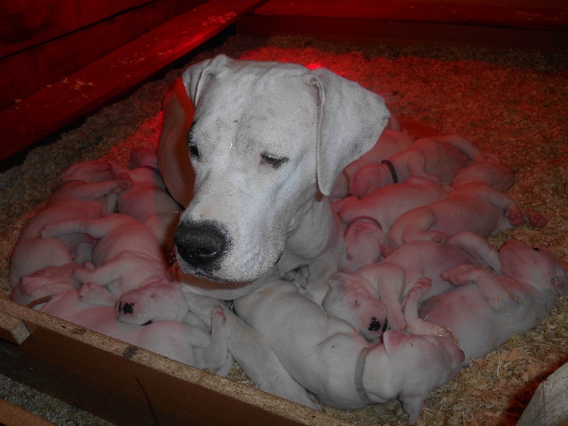 Del Imperio Of Dream - Dogo Argentino - Portée née le 25/01/2014